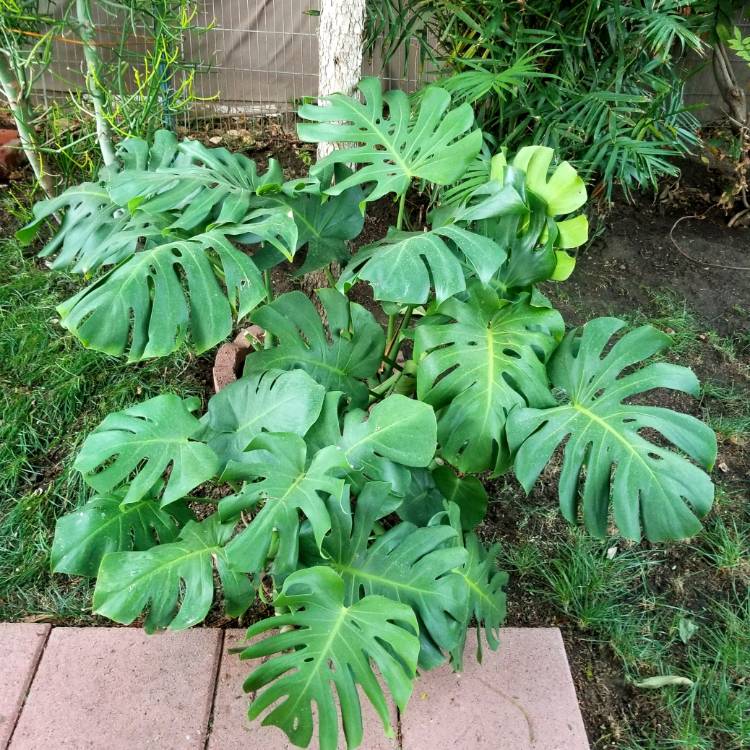 plant image 849250 plant image 849250