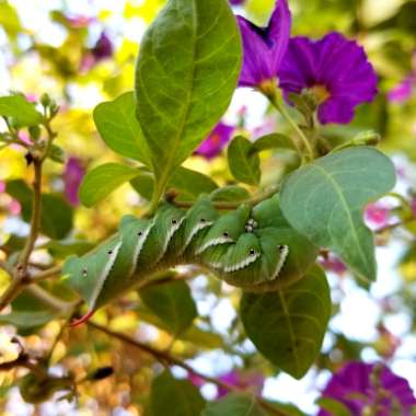 Solanum crispum 'Glasnevin'