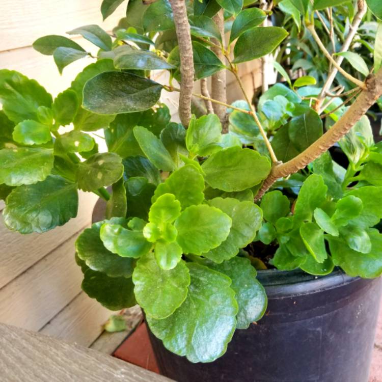 Plant image Kalanchoe Blossfeldiana 'Yellow'