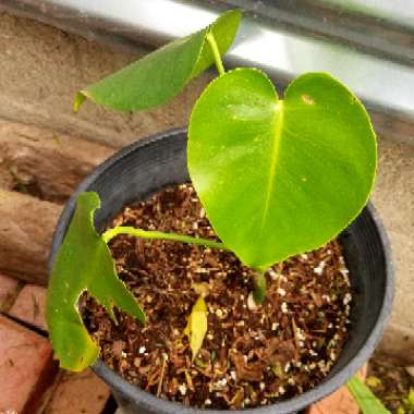 Monstera deliciosa