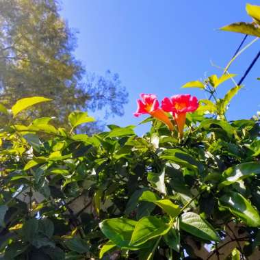 Campsis