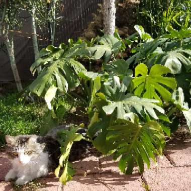 Monstera deliciosa