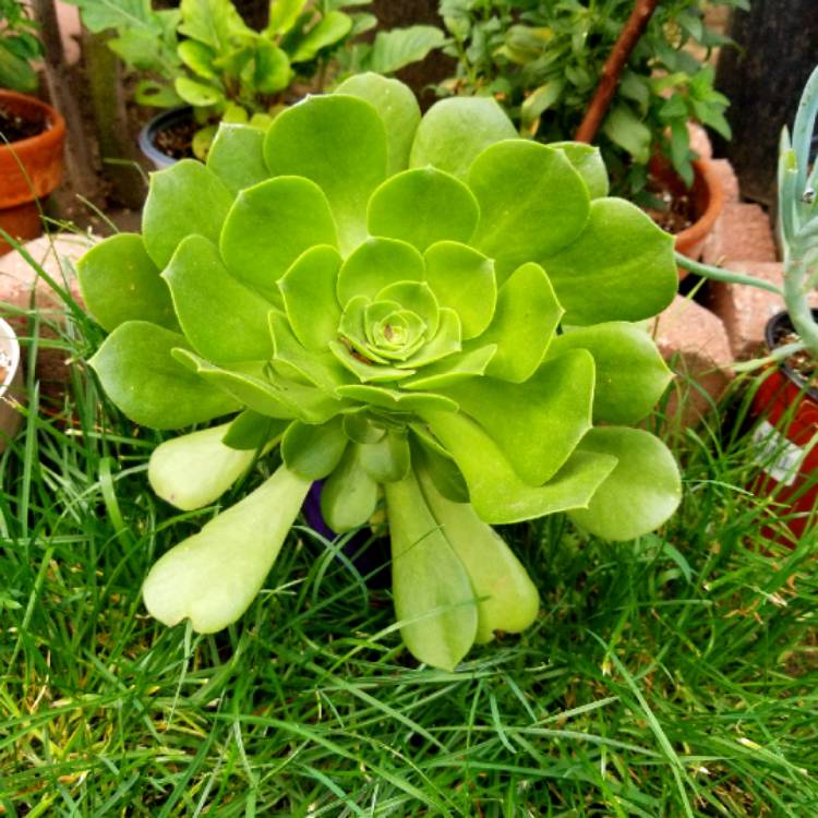 Plant image Aeonium Arboreum Green Rose
