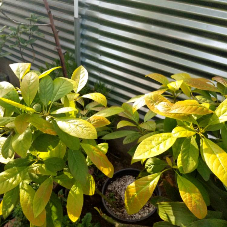 Plant image Persea americana 'Hass'