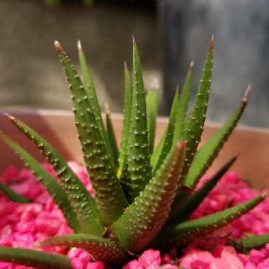 Haworthiopsis fasciata var. fasciata syn. Haworthia fasciata, Haworthia pumila subsp. fasciata