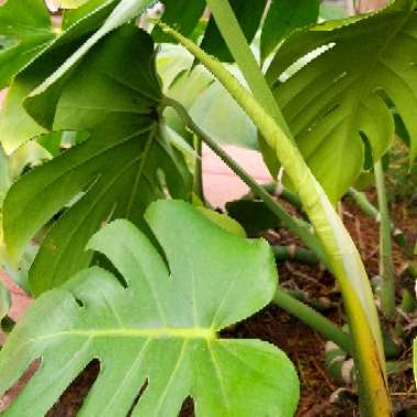 Monstera deliciosa