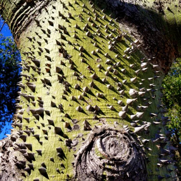 Plant image Ceiba speciosa
