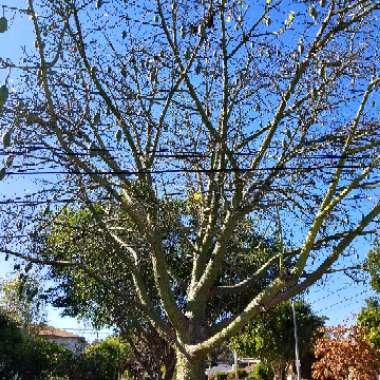 Ceiba speciosa