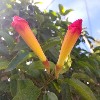 Campsis