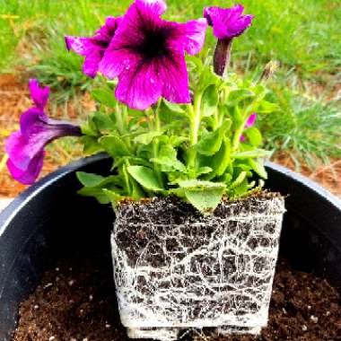 Petunia Fanfare 'Creme de Cassis'