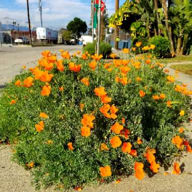Eschscholzia californica 'Orange King'
