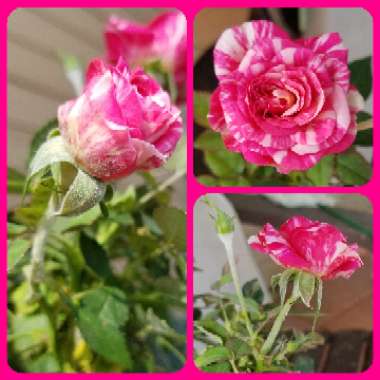 Rosa (Miniature)