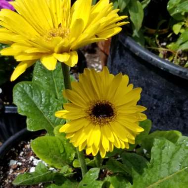 Gerbera