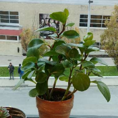 Peperomia clusiifolia 'Ginny'
