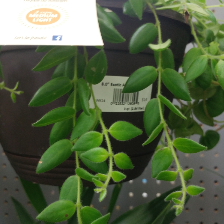 plant image 1044562