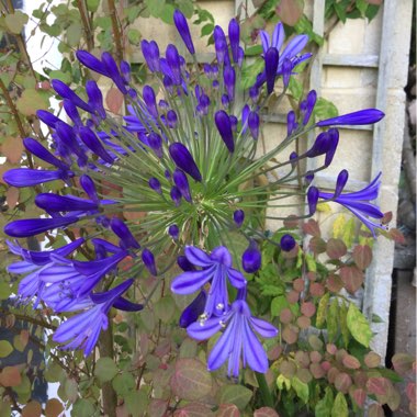 Agapanthus 'Headbourne Hybrids'