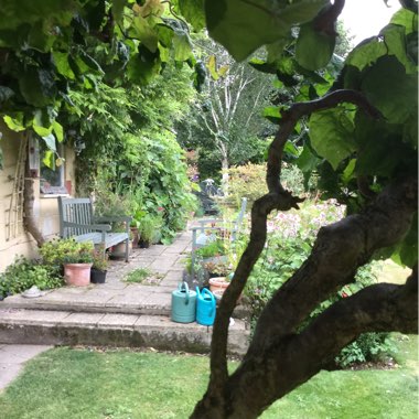 Nikki's garden