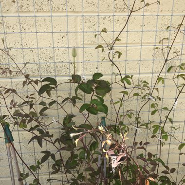Nikki's garden
