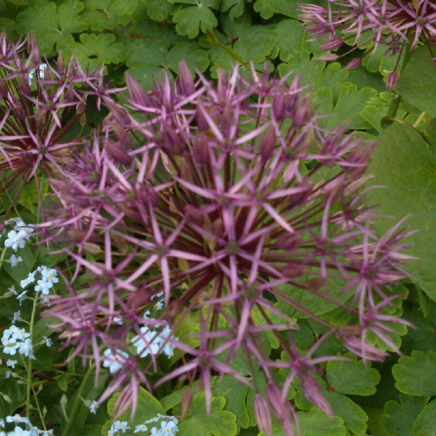 Allium 'Purple Sensation'