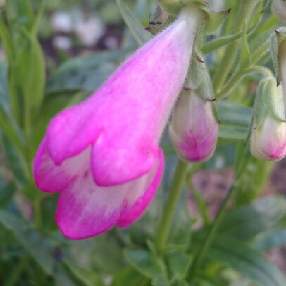 Plant image Penstemon 'Pensham Laura'