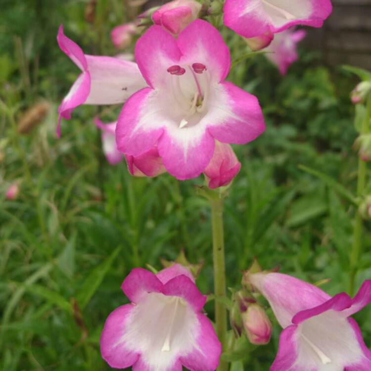 Plant image Penstemon 'Pensham Laura'