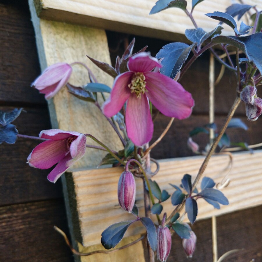 Plant image Clematis montana 'Warwickshire Rose'