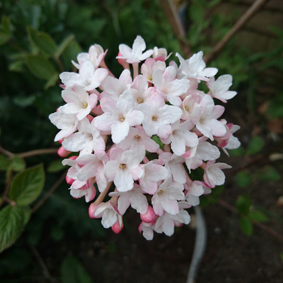 plant image 63225