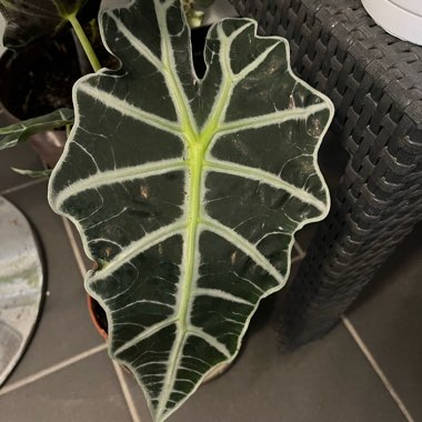 Alocasia