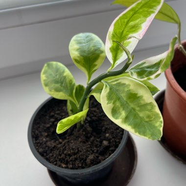 Euphorbia tithymaloides Padifolia Variegata 