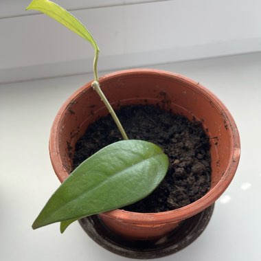 Wax Plant
