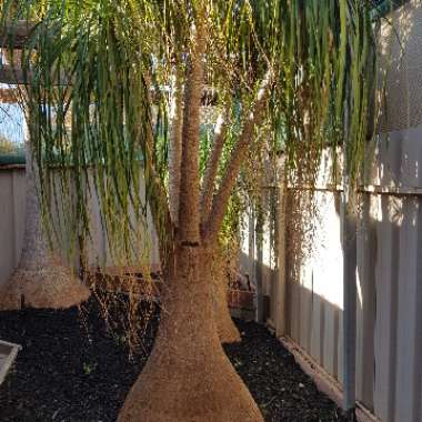 Beaucarnea recurvata