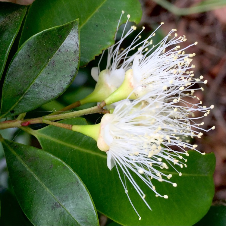plant image 290388