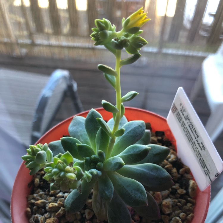 Plant image xSedeveria Blue Elf