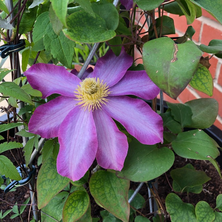 Plant image Clematis 'Pink Champagne'