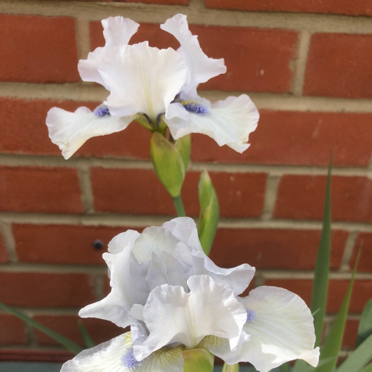 plant image 1052318