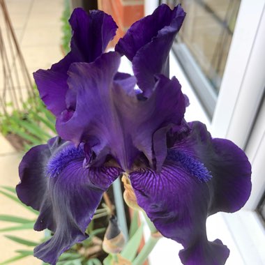 Iris x germanica 'Night Owl'
