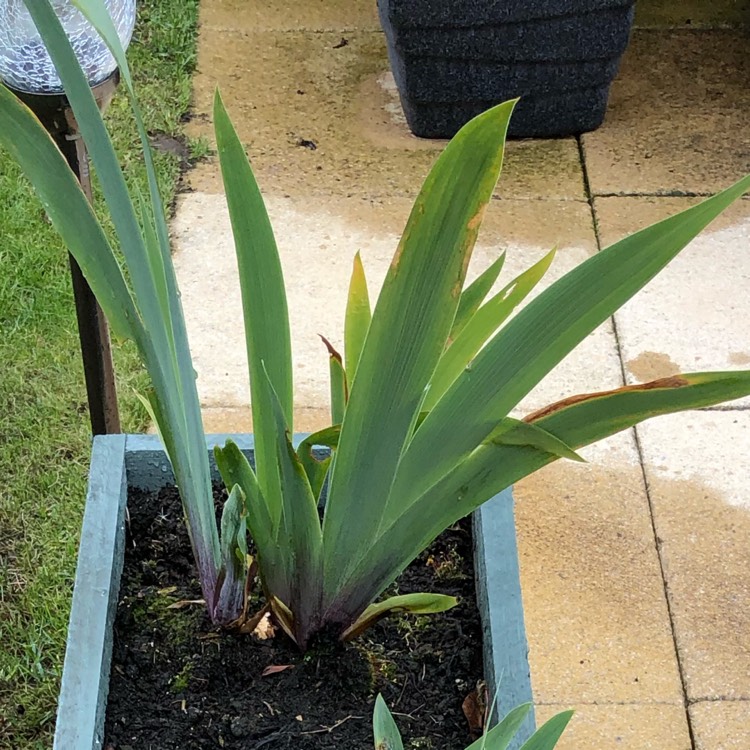 plant image 1054296