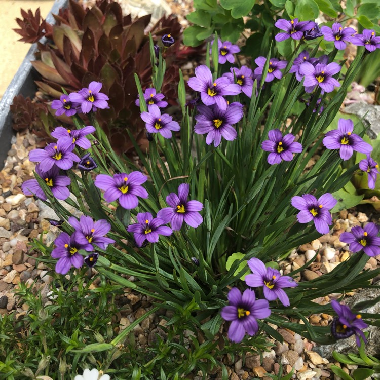 plant image 1060956