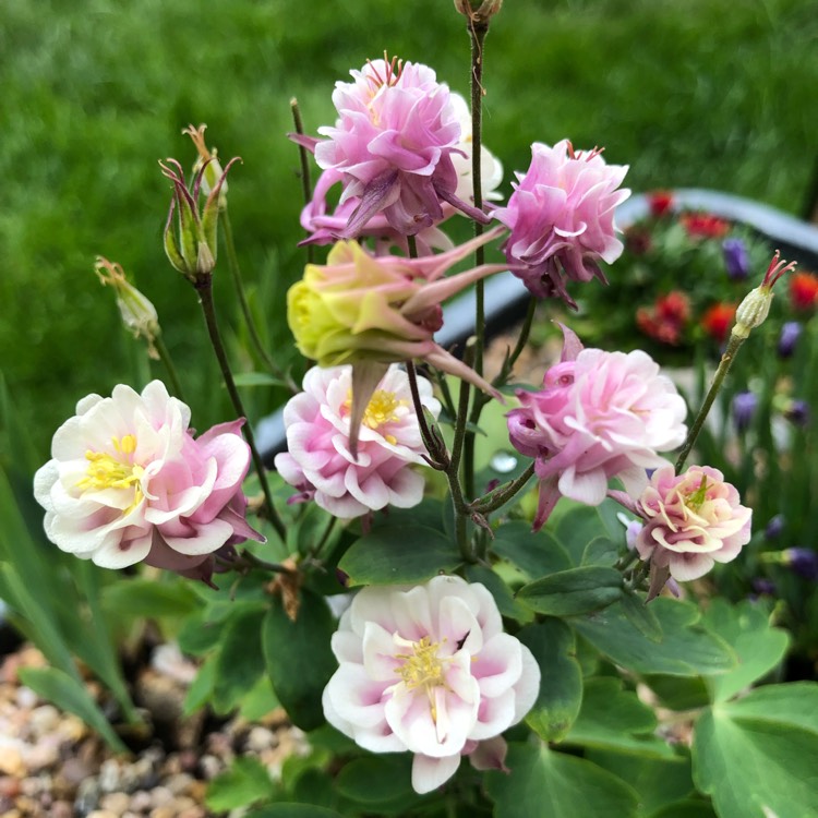 Plant image Aquilegia vulgaris 'Winky White'
