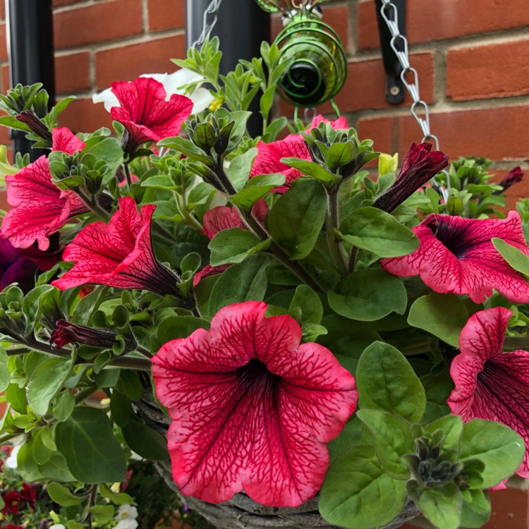 plant image 1071484 plant image 1071484
