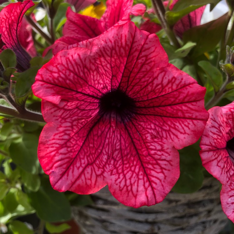 plant image 1078440 plant image 1078440
