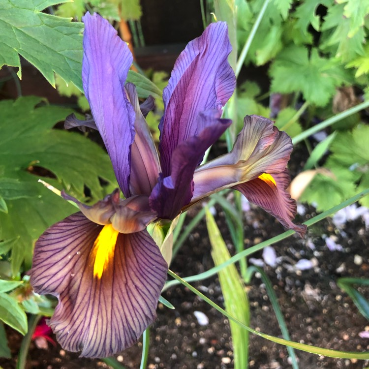 plant image 1121743