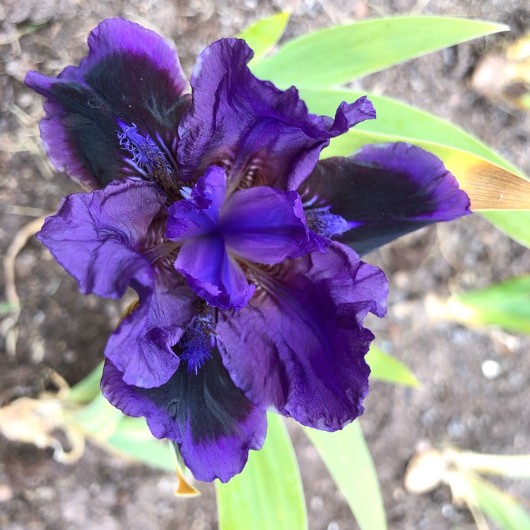 plant image 1282889