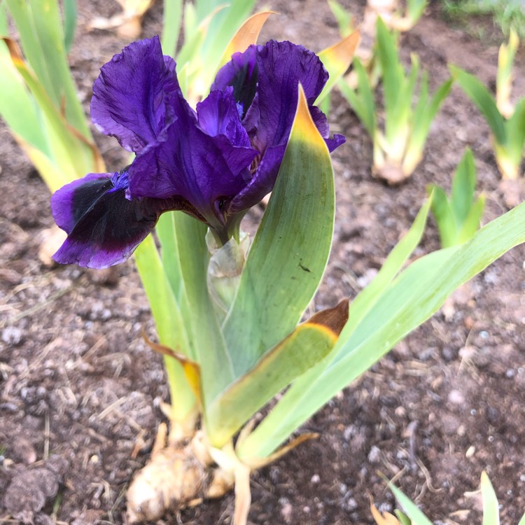 plant image 1282890