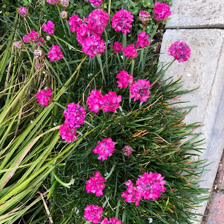 plant image 1284699