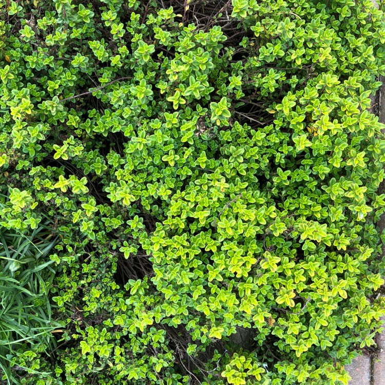 Plant image Thymus Pseudolanuginosus