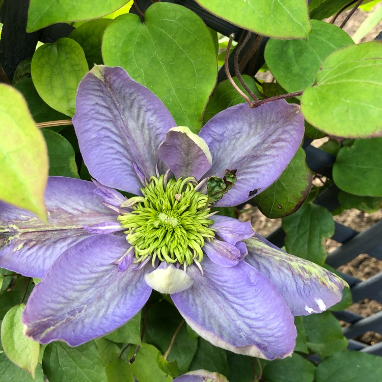 plant image 1294138