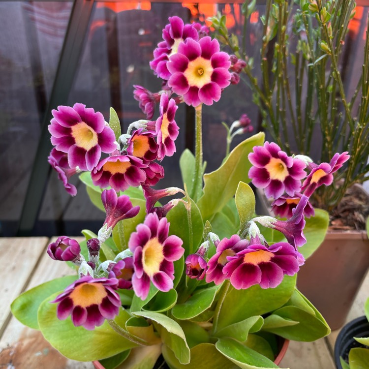 plant image 1462150