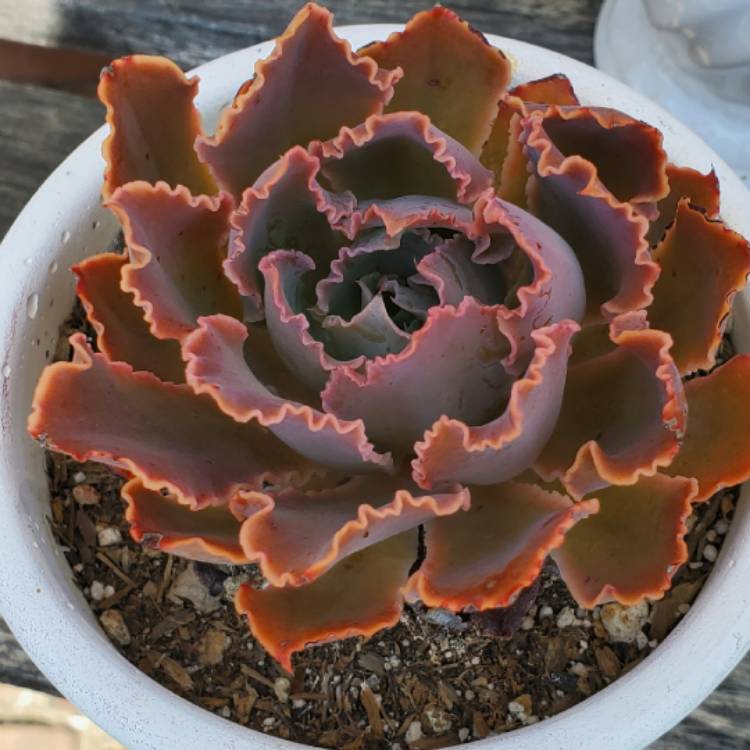 plant image 1283868