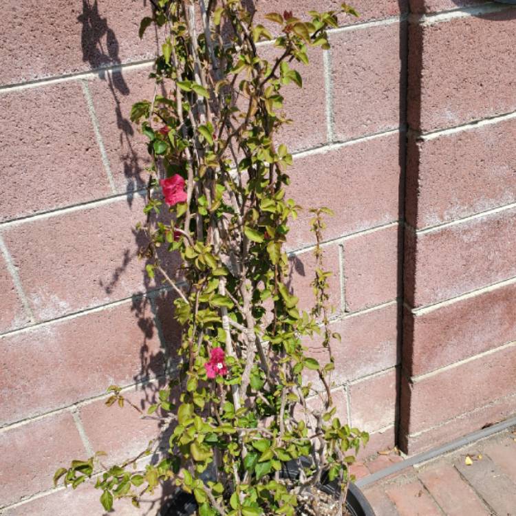 Plant image Bougainvillea x buttiana 'Barbara Karst'